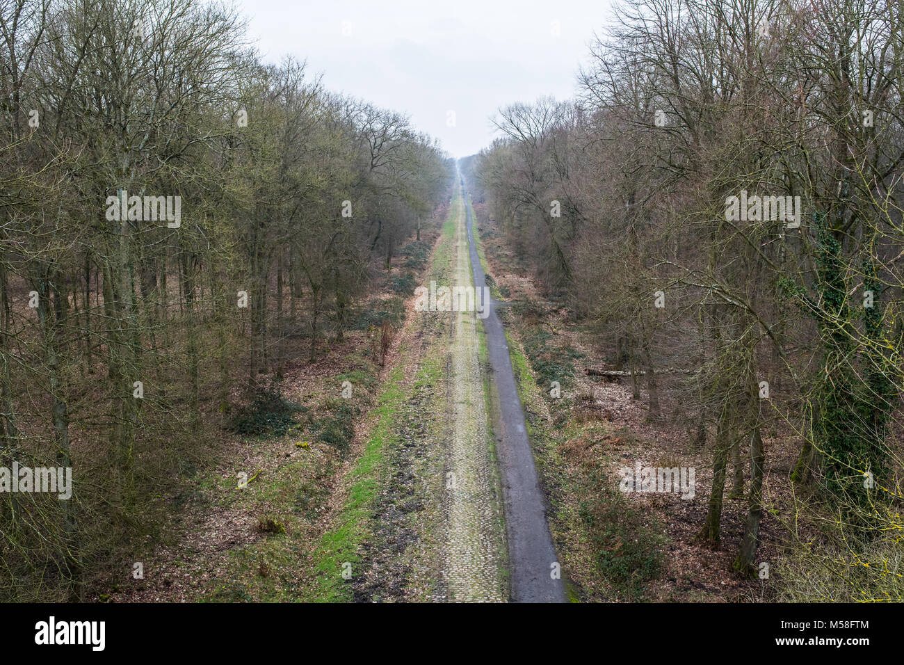 The forest of Arenberg with cobble stones Stock Photo