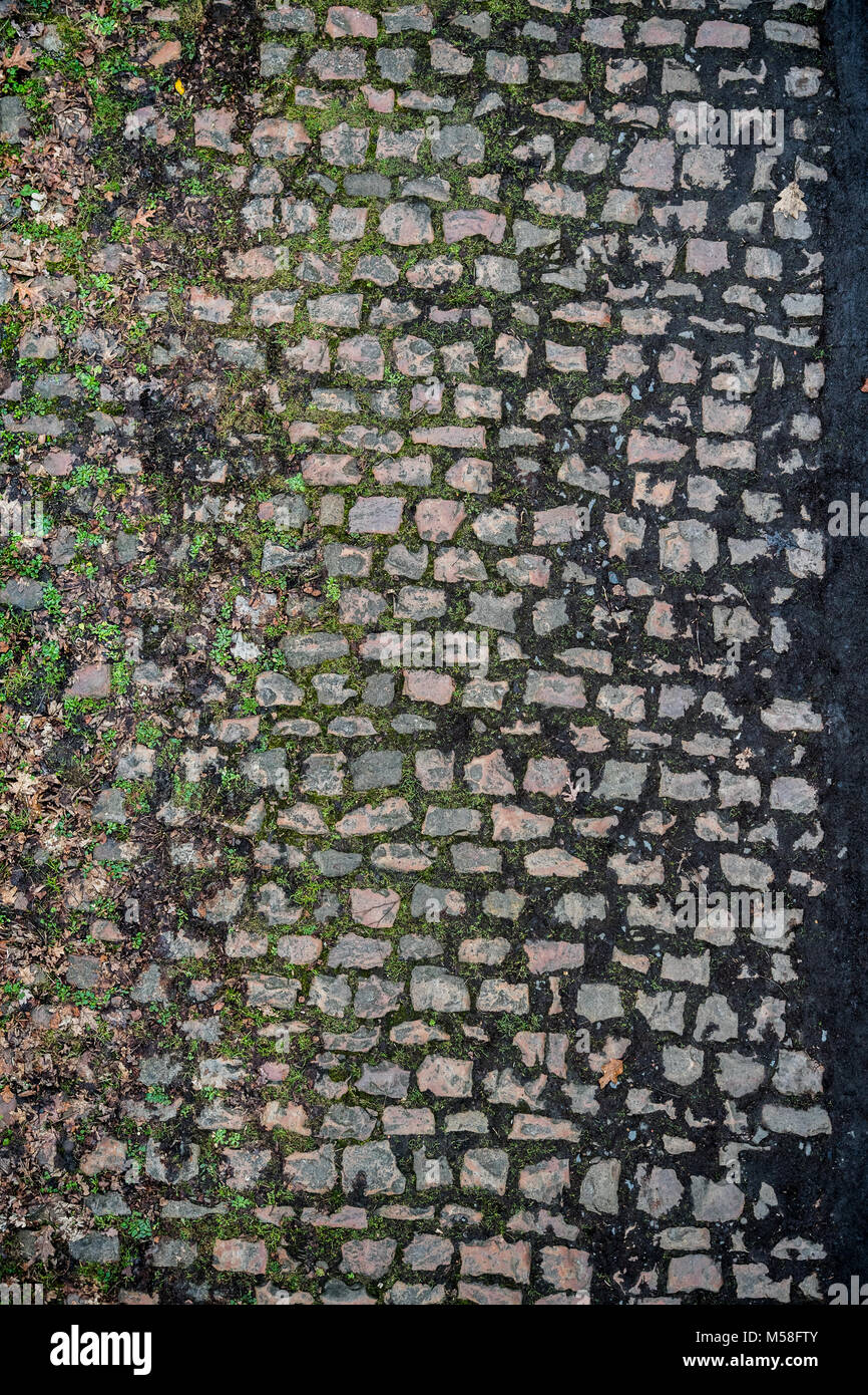 The forest of Arenberg with cobble stones Stock Photo