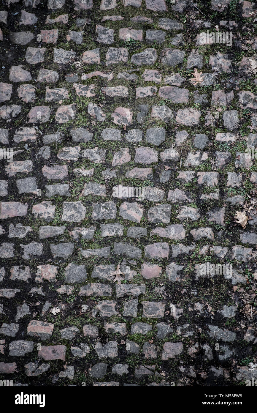 The forest of Arenberg with cobble stones Stock Photo