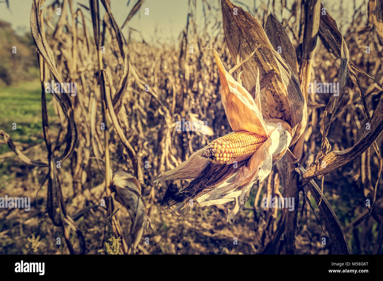 Corn cob on the stalk in the field. Ready for harvest Stock Photo Alamy