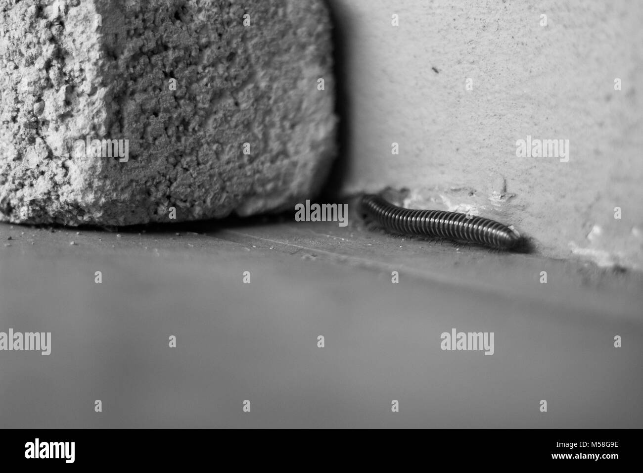 Close up of a Centipede Stock Photo
