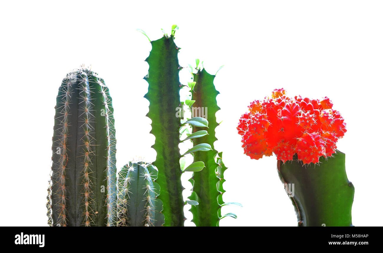 cactus plants high key on a white background Stock Photo