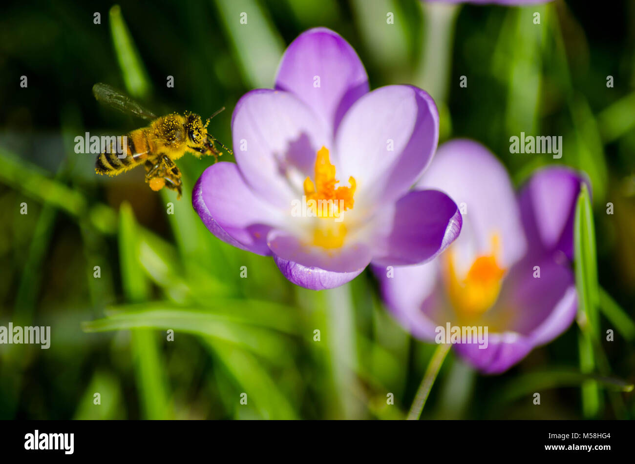 Beauty and the Bee. Close up of a Honey bee and some purple crocuses. Stock Photo