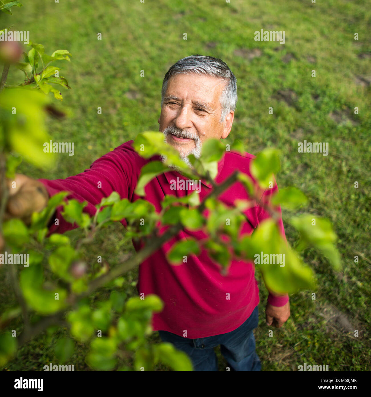 Portrait of a senior man gardening in his garden (color toned image ...