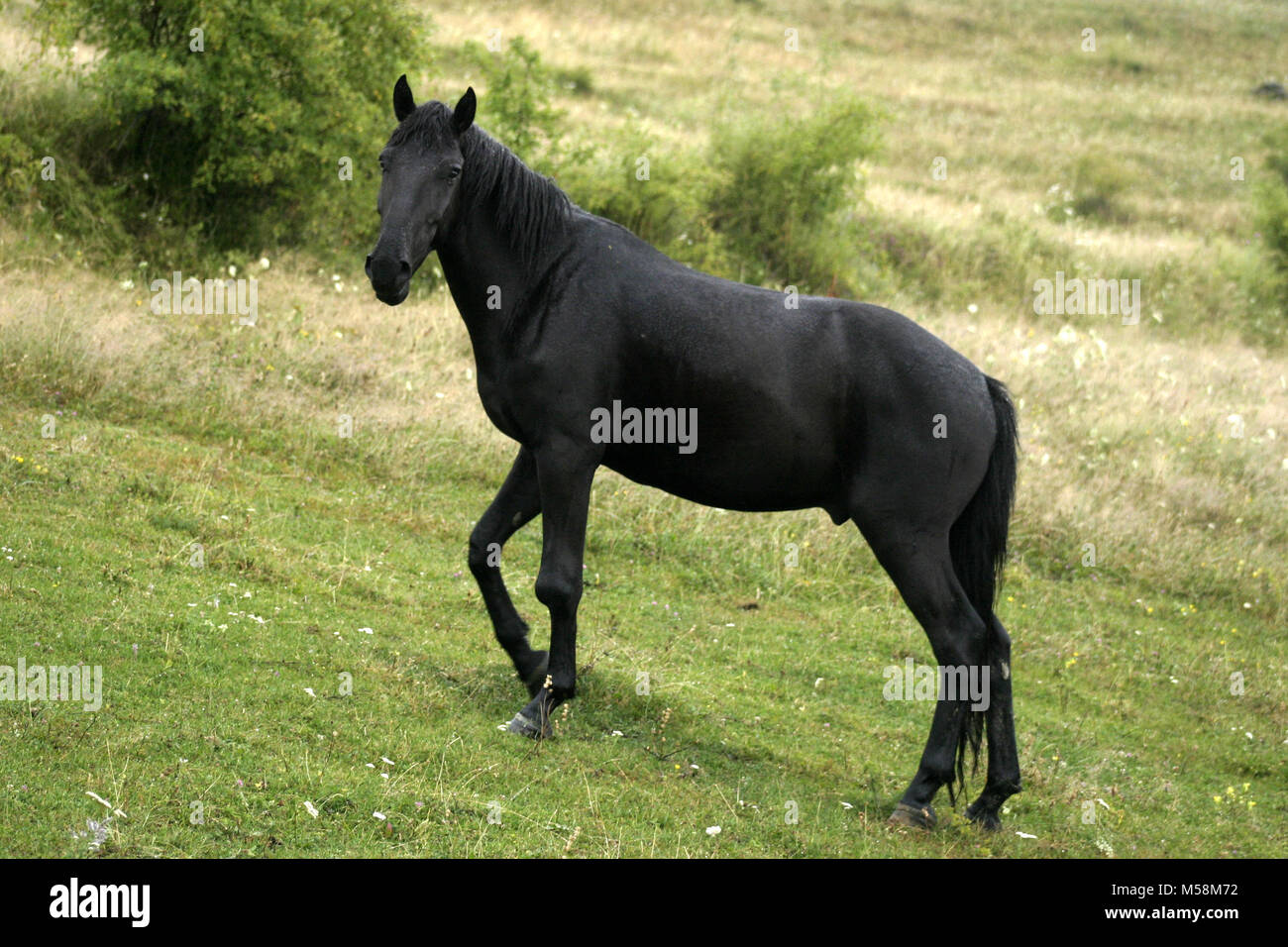 Black horse wandering in Romania's countryside Stock Photo