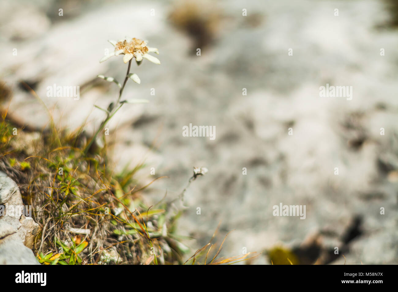 A beautiful and rare Edelweiss in Dolomites Stock Photo