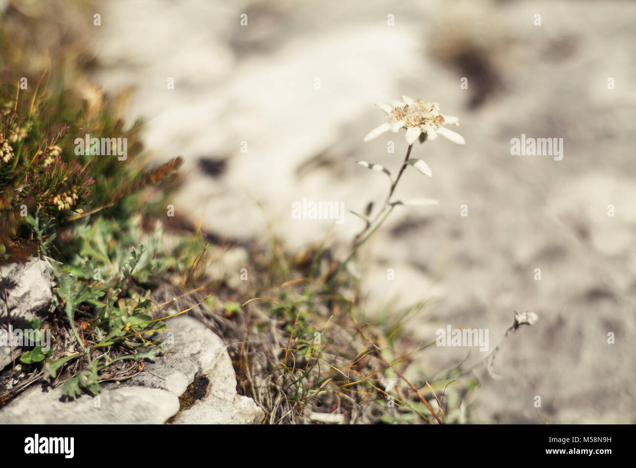 A beautiful and rare Edelweiss in Dolomites Stock Photo