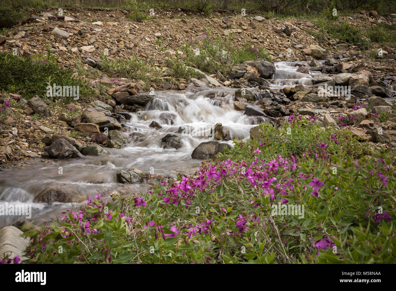 Small stream flowing over rocks in Igloo canyon in Denali National Park, Alaska Stock Photo