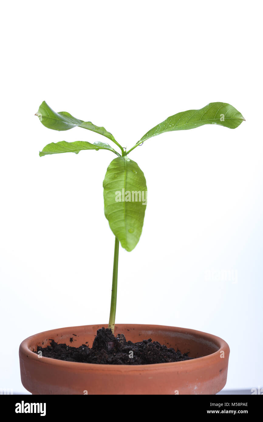 Avocado, Avokado (Persea americana) Stock Photo