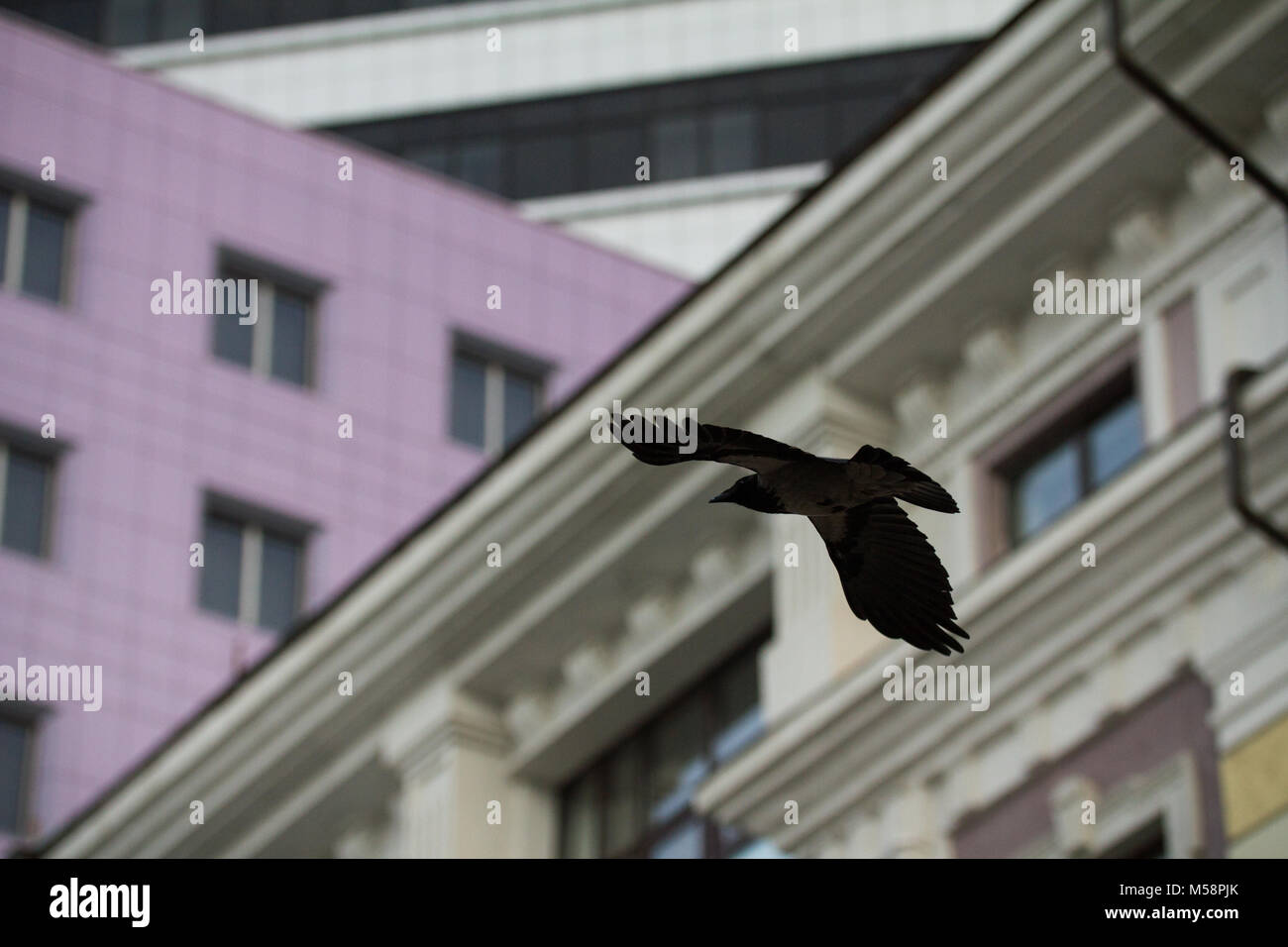 Crow in fly over urban city landscape, bird outstretched wings flying over the city Stock Photo