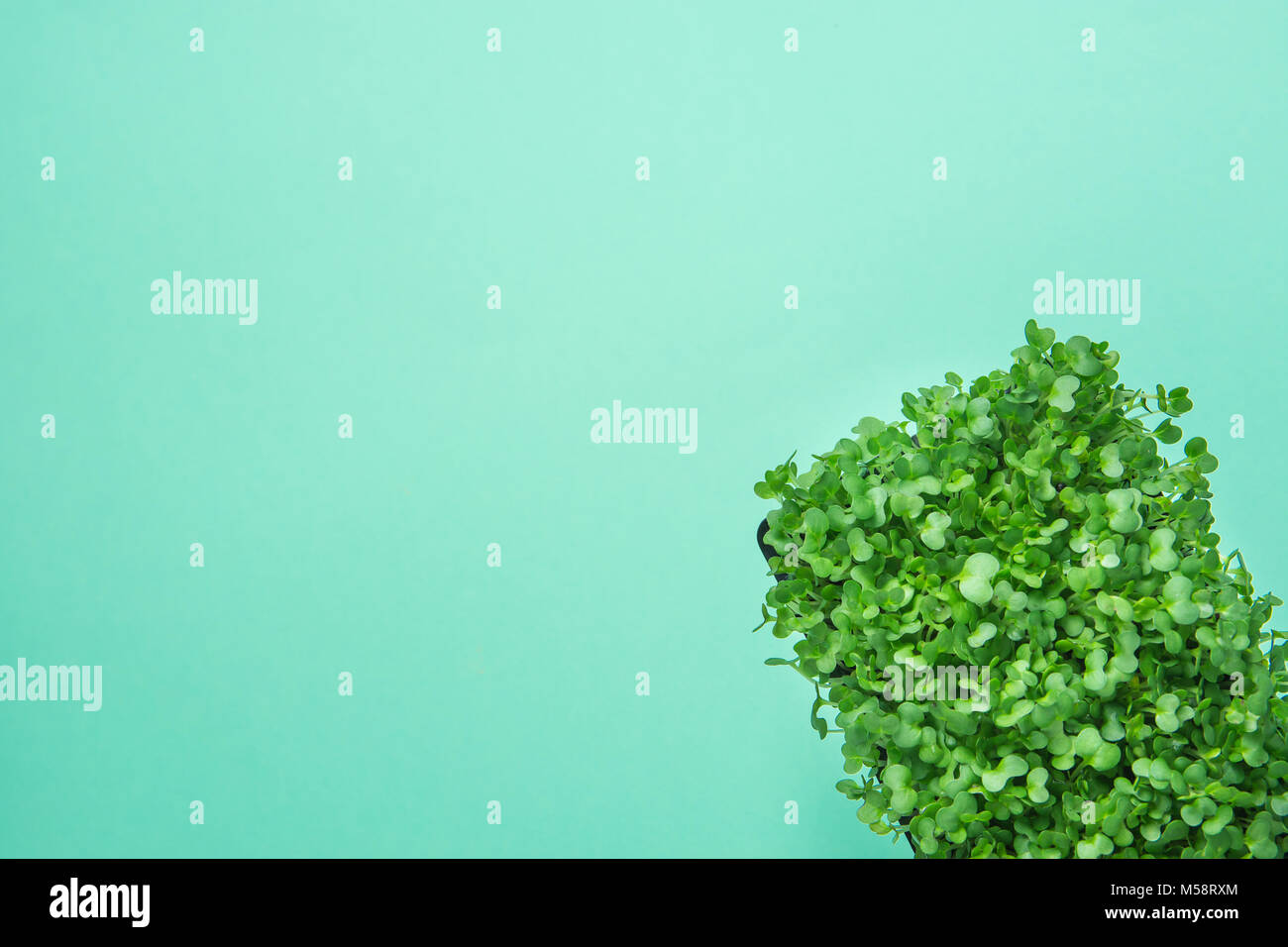 Young Fresh Green Sprouts of Potted Water Cress on Pastel Turquoise Background. Gardening Healthy Plant Based Diet Food Garnish Concept. Minimalist Tr Stock Photo