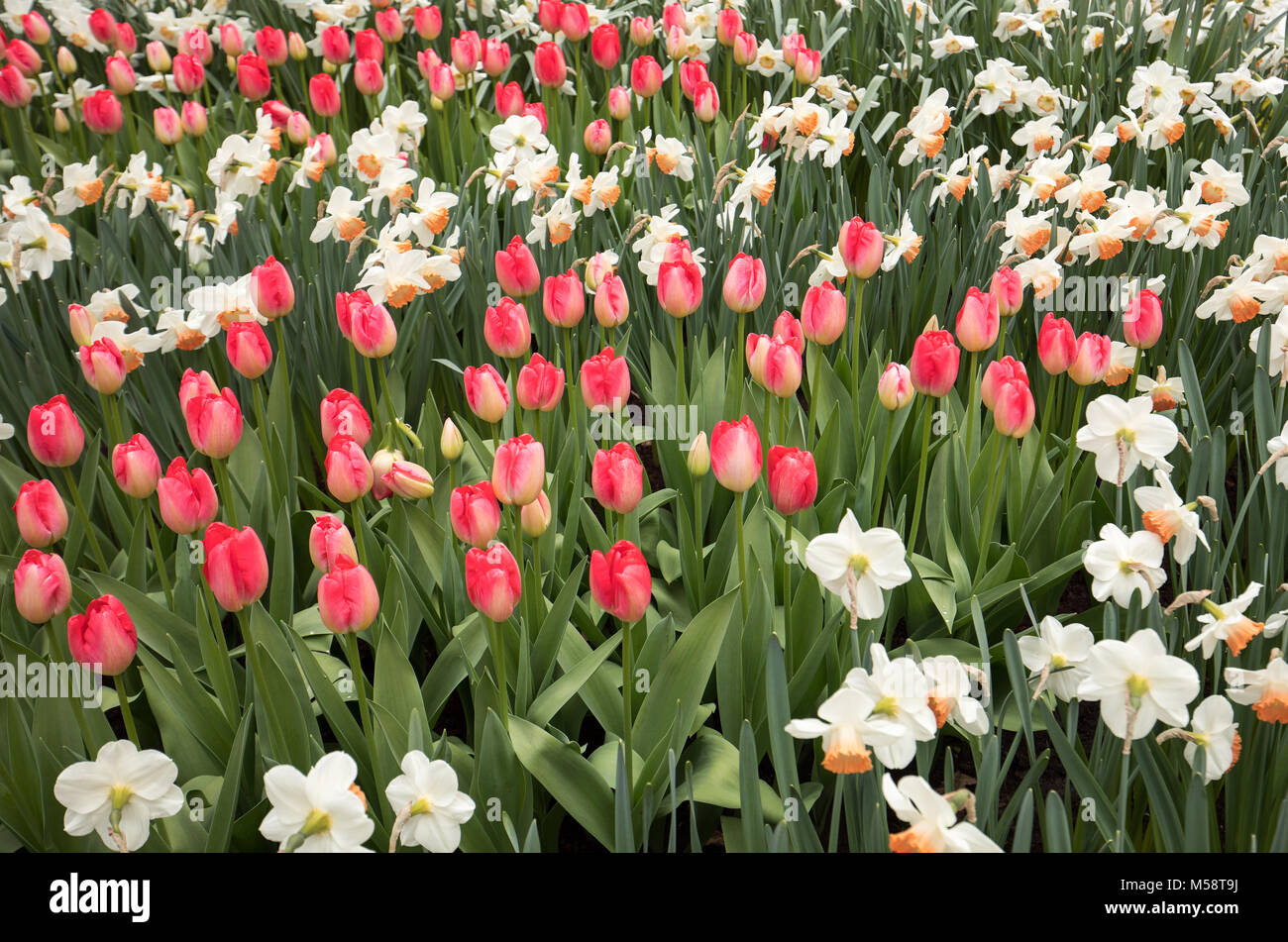 colorful tulips and daffodils blooming in a garden Stock Photo - Alamy