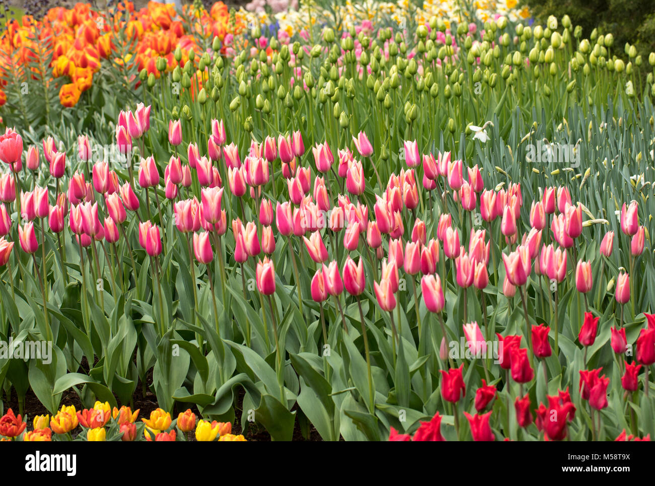 colorful tulips flowers blooming in a garden Stock Photo - Alamy