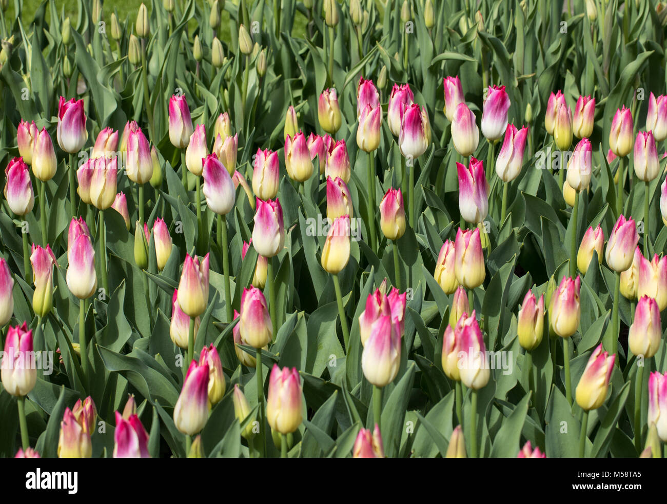 colorful tulips flowers blooming in a garden Stock Photo - Alamy