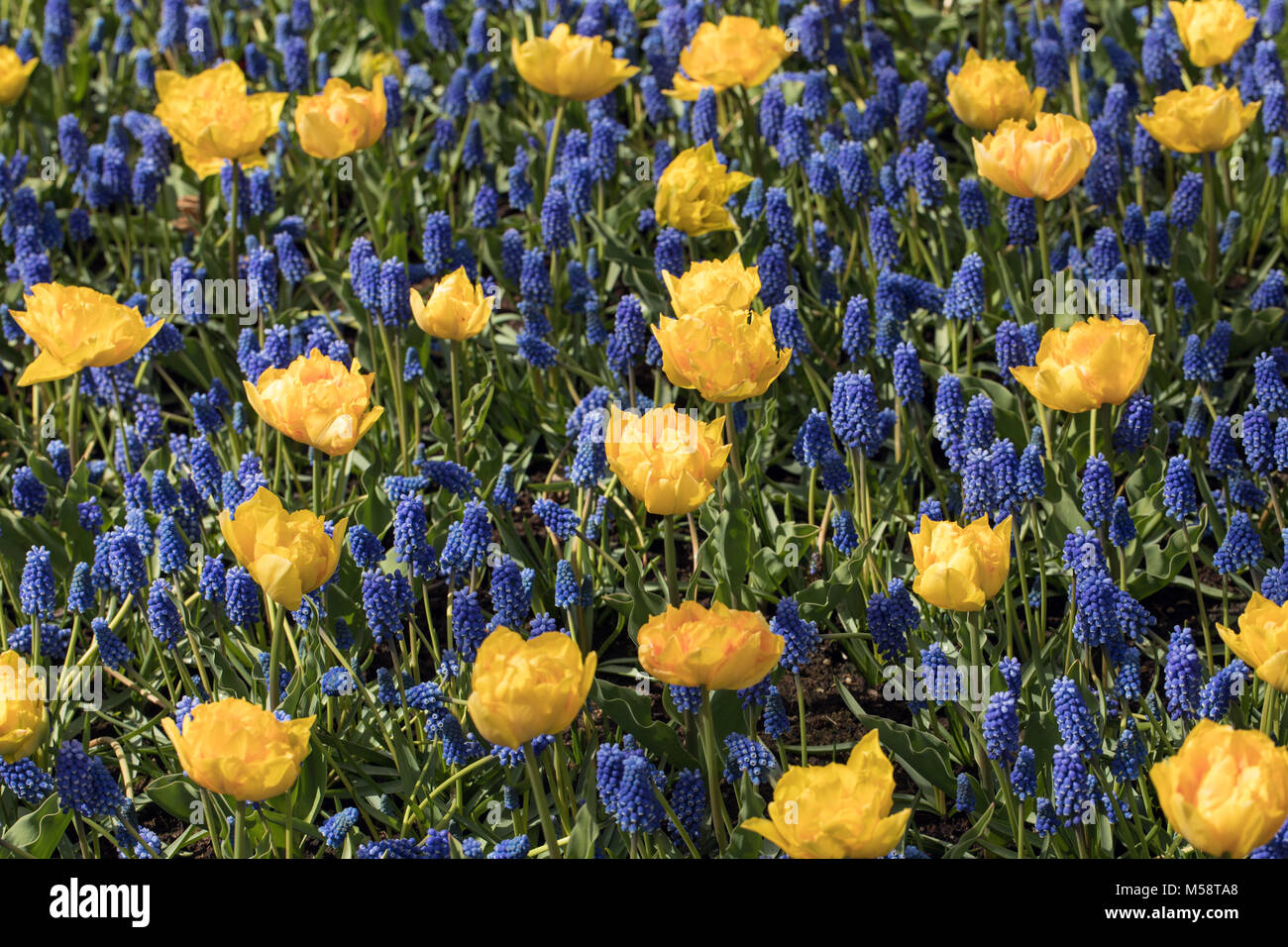 yellow tulips and blue hyacinth blooming in a garden Stock Photo - Alamy