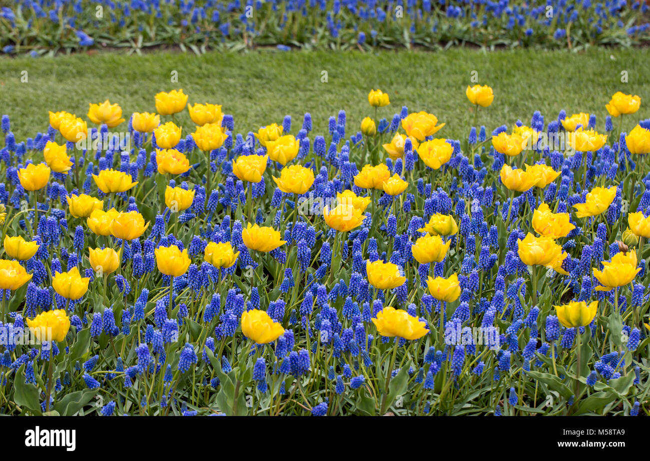 yellow tulips and blue hyacinth blooming in a garden Stock Photo - Alamy