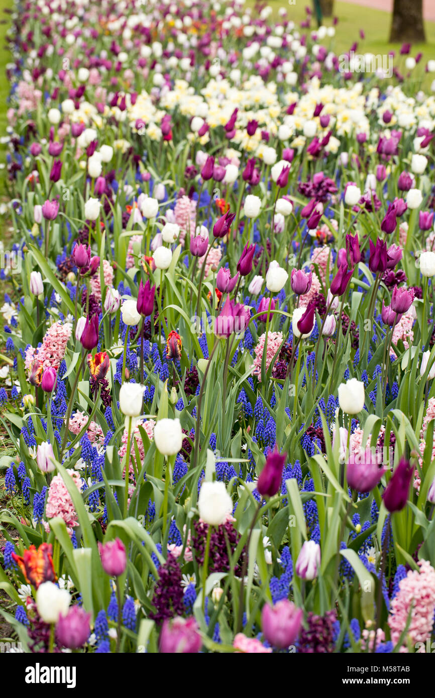 colorful tulips, daffodils and hyacinths blooming in a garden Stock ...