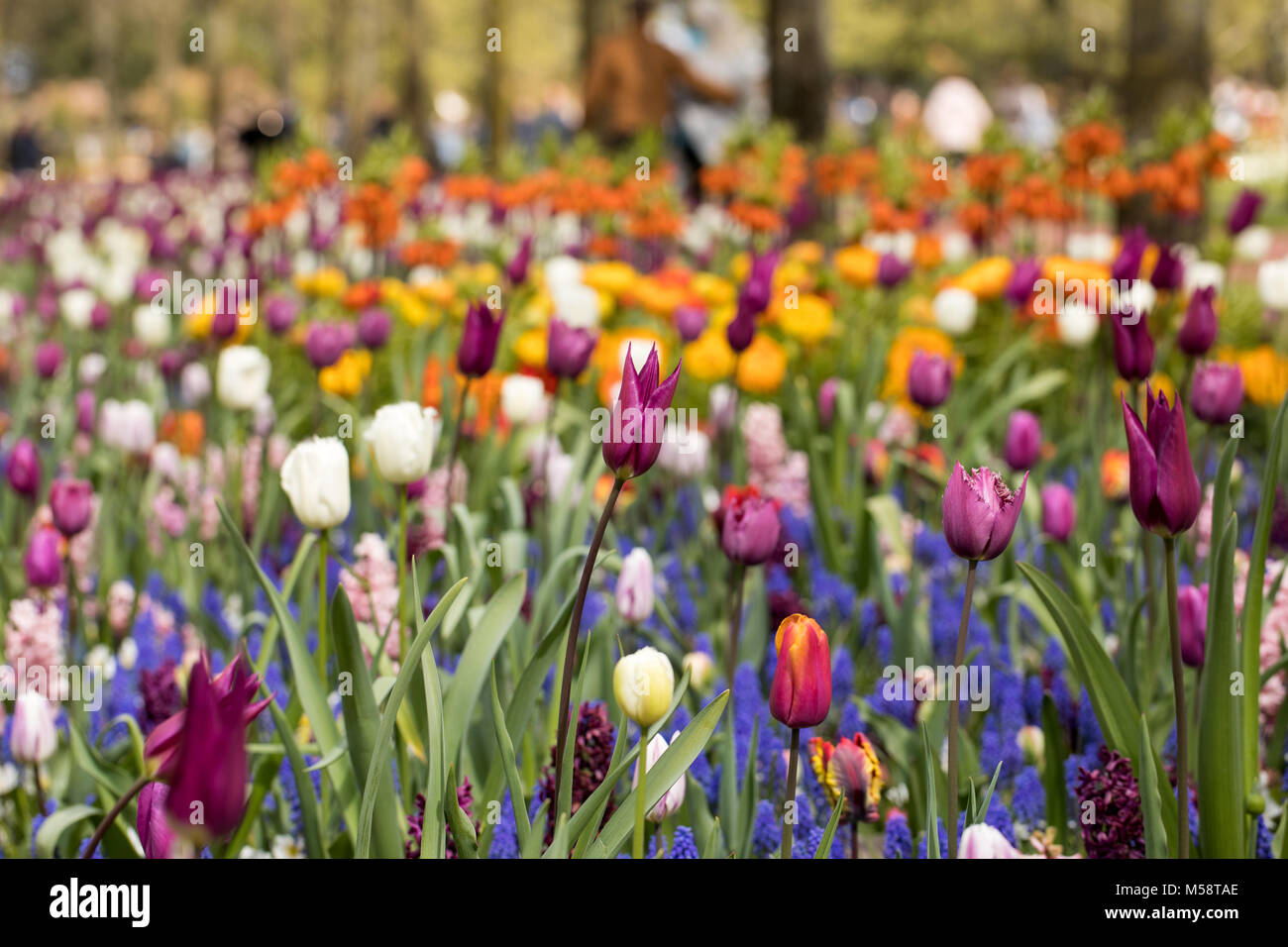 colorful tulips and blue hyacinth blooming in a garden Stock Photo - Alamy