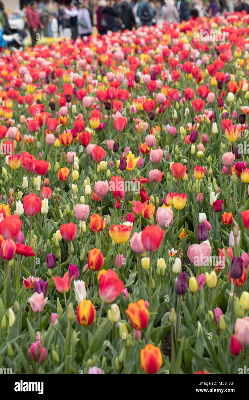 colorful tulips flowers blooming in a garden Stock Photo - Alamy