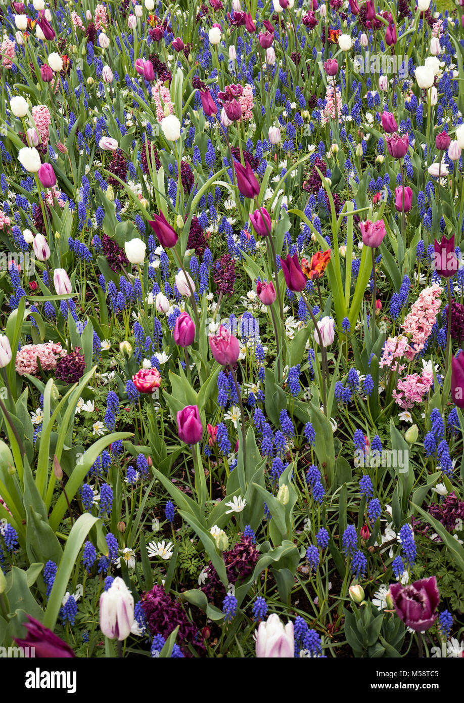 colorful tulips and blue hyacinth blooming in a garden Stock Photo - Alamy