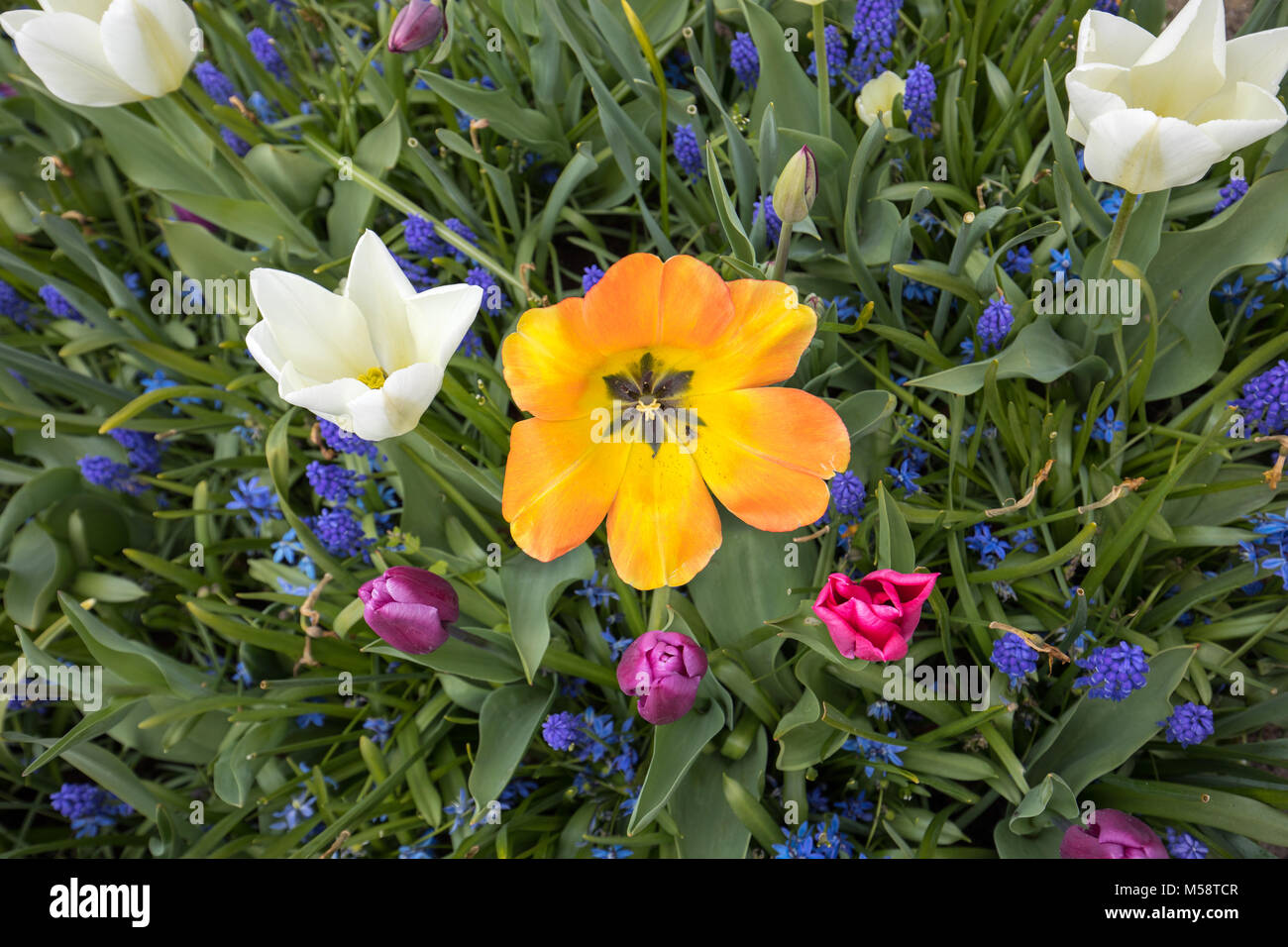 colorful tulips and hyacinth blooming in a garden Stock Photo - Alamy