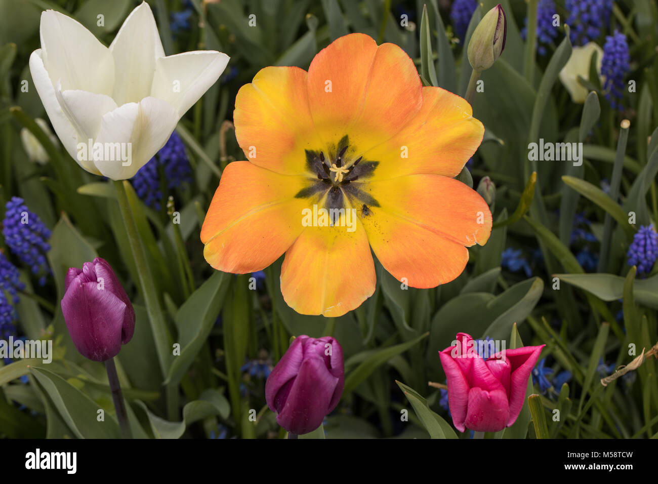 colorful tulips and hyacinth blooming in a garden Stock Photo - Alamy