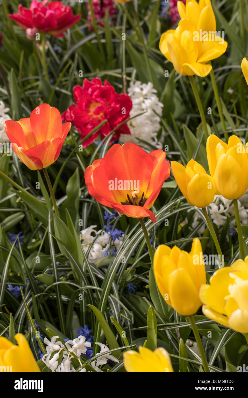 colorful tulips and hyacinth blooming in a garden Stock Photo - Alamy