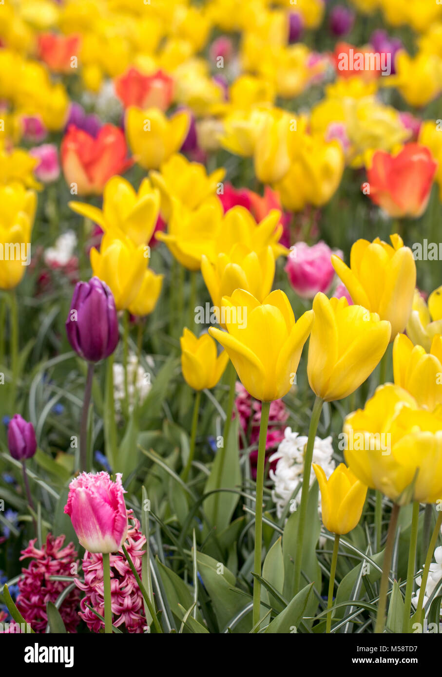 colorful tulips and hyacinth blooming in a garden Stock Photo - Alamy
