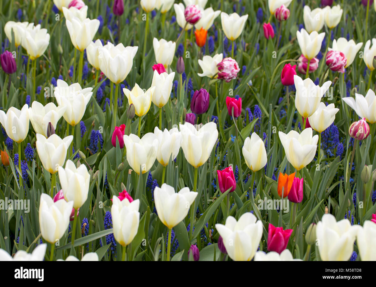 colorful tulips and blue hyacinth blooming in a garden Stock Photo - Alamy