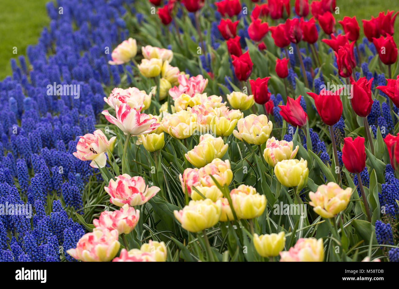colorful tulips and blue hyacinth blooming in a garden Stock Photo - Alamy