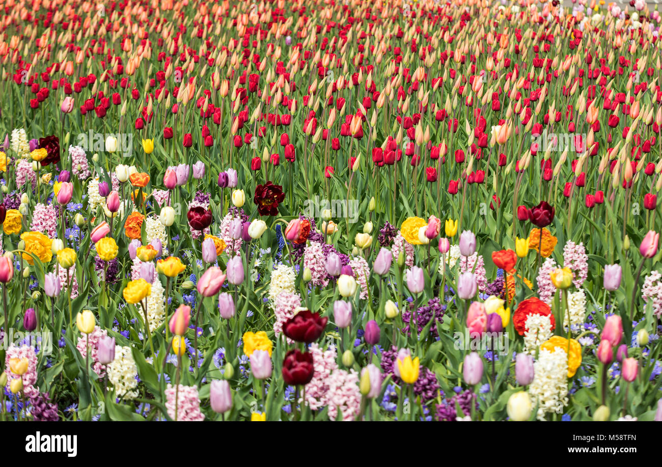 colorful tulips and hyacinths blooming in a garden Stock Photo - Alamy