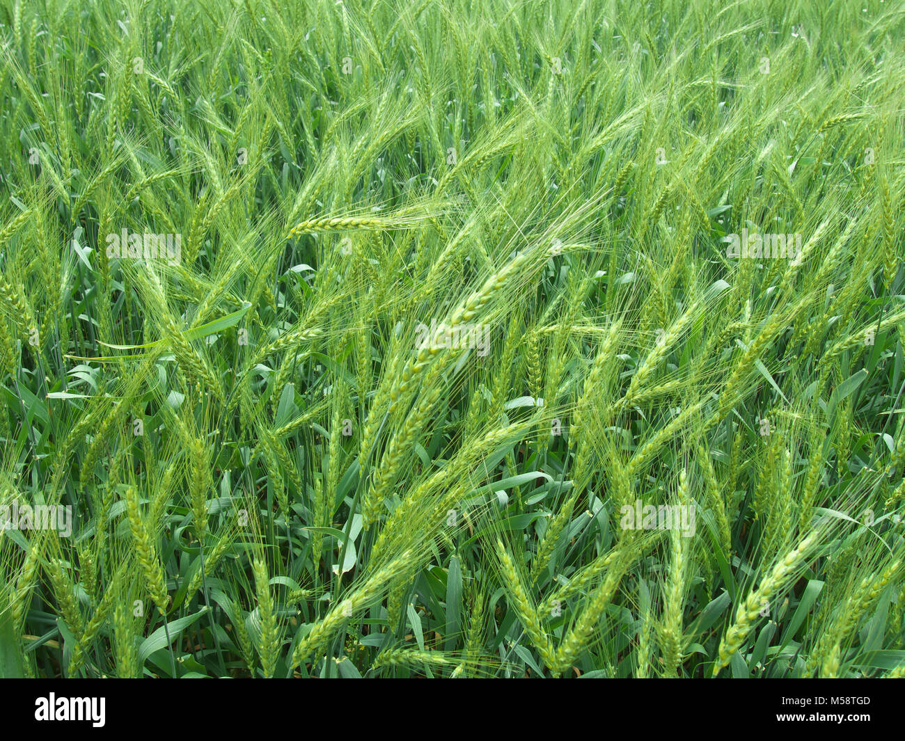 Barley seed germination hi-res stock photography and images - Alamy
