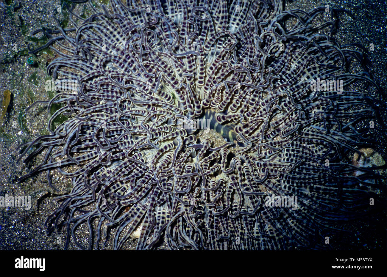 A beaded anemone (Heteractis aurora: diameter 25 cms.). Confined generally to sandy areas, where they feed on small prey. They can be identified readily by the beaded nature of their relatively short tentacles, which usually form a striking pattern, as in this instance. Notable also are the lines on the oral disc, which travel towards the centrally located mouth. The formidable tangle of tentacles catch zooplankton passing in the current, which they hold using their sharp and toxic nematocysts, before transferring the food to the animal's mouth. Photographed near Tulamben, Bali, Indonesia. Stock Photo