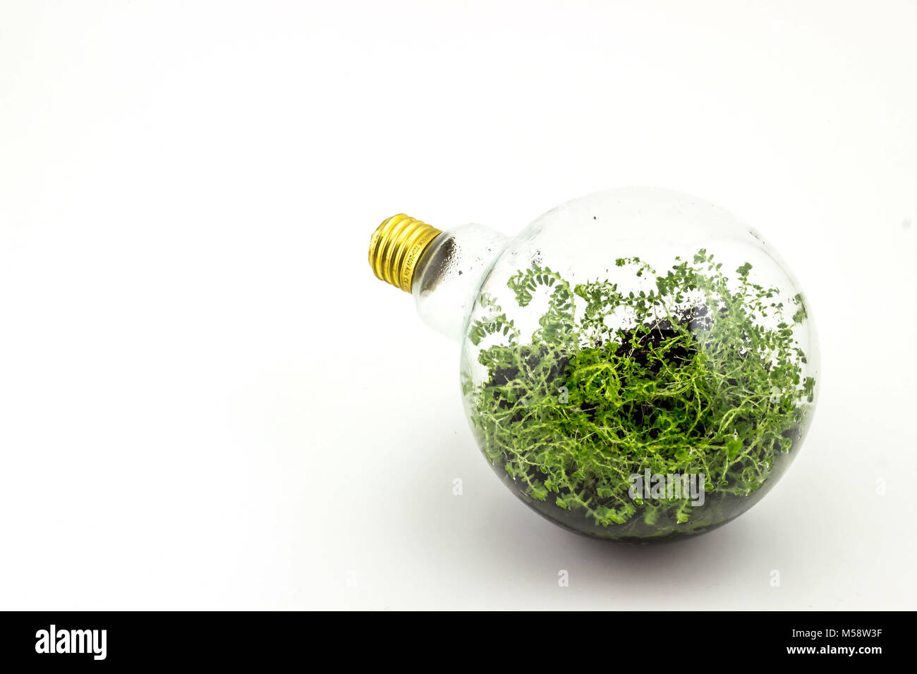 Small plant inside light bulb hires stock photography and images Alamy