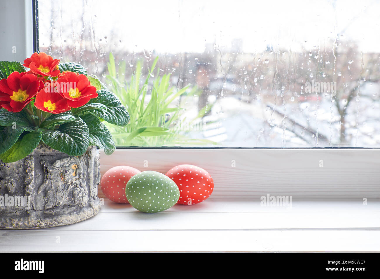 Spring background with red primrose flowers in pot and Easter eggs on the window with raindrops. Space for your text. Stock Photo