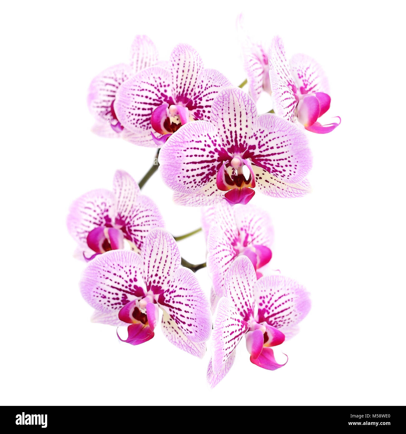 Pink streaked orchid flower, isolated on white background Stock Photo ...