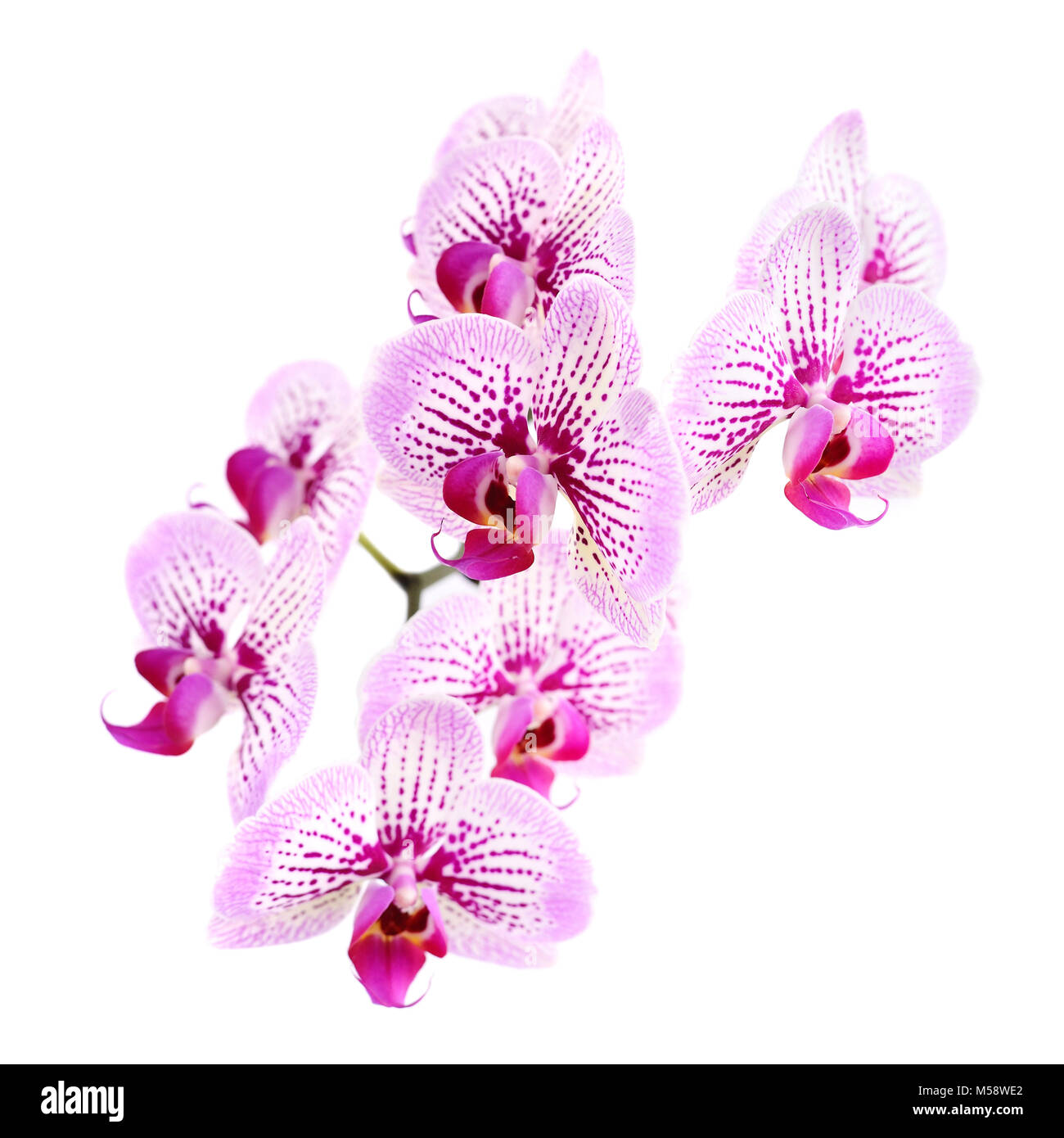 Pink streaked orchid flower, isolated on white background Stock Photo ...