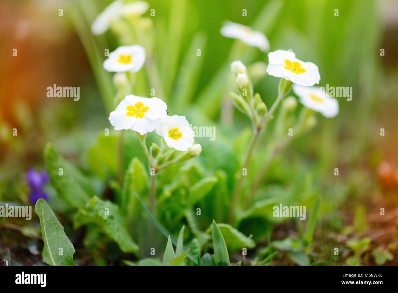 Spring flowers of Primula juliae (Julias Primrose) or white primrose in the spring garden. Stock Photo