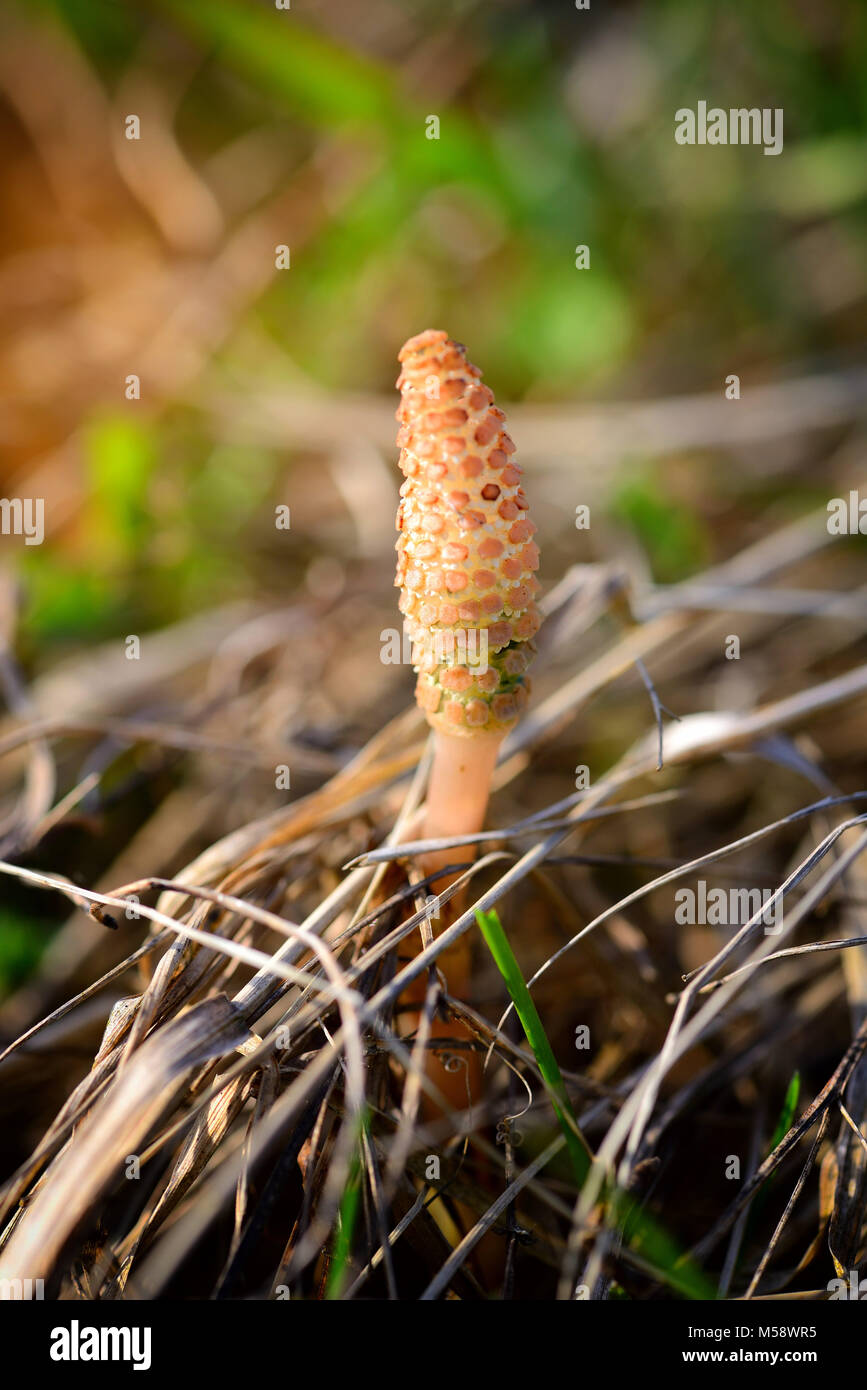 Young shoots of horsetail (in Latin: Equisetum arvense) Stock Photo