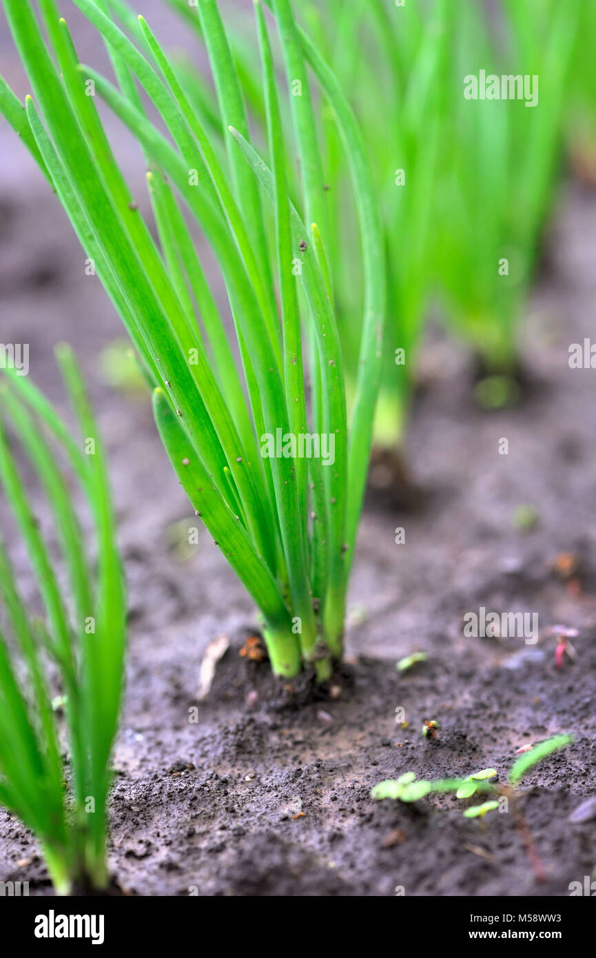 Close up onion plantation hi-res stock photography and images - Alamy