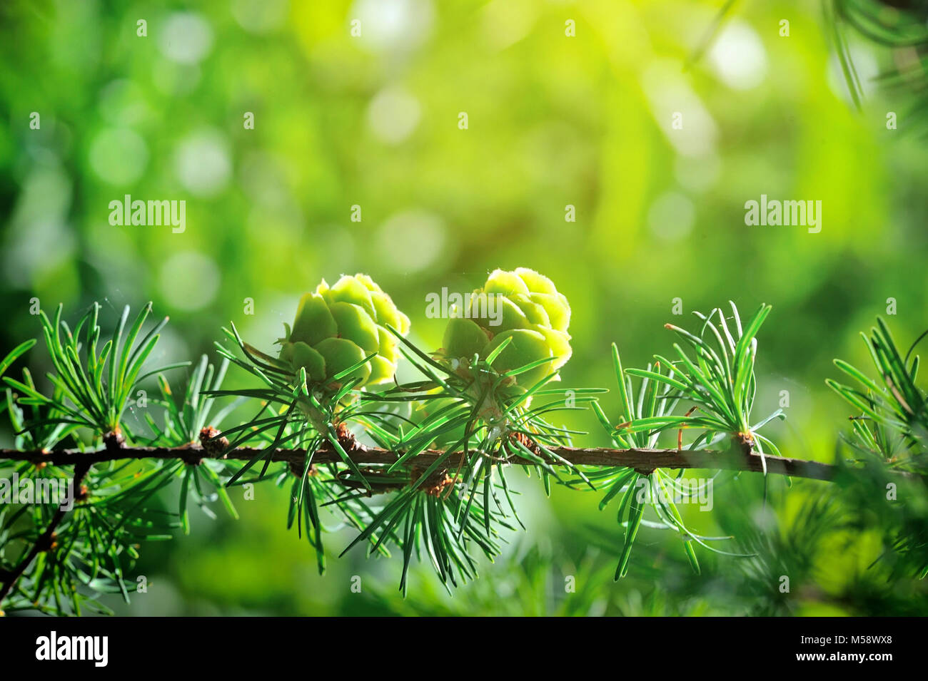 Tree coniferous forest larch hi-res stock photography and images - Alamy