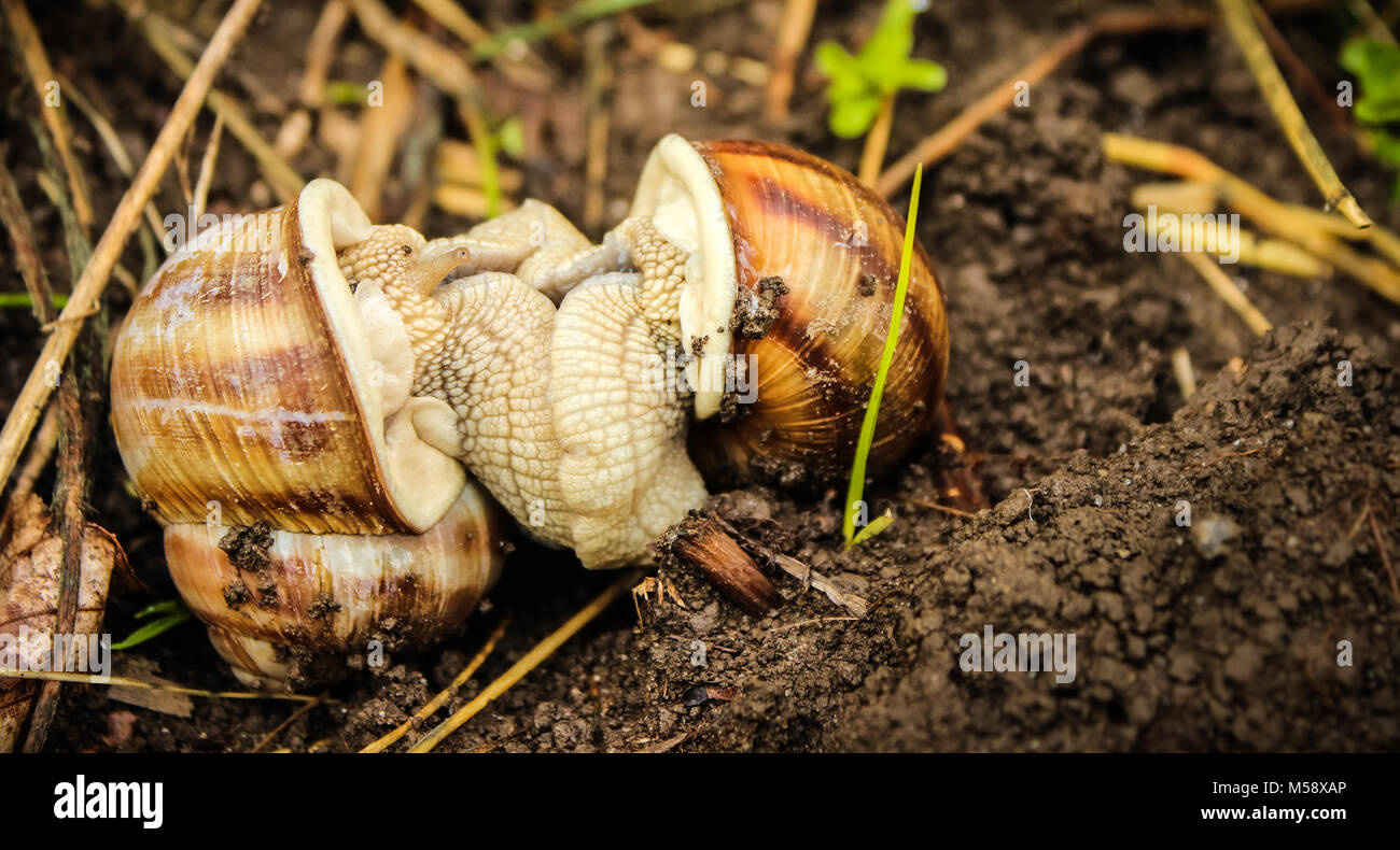 Land snails mating Stock Photo