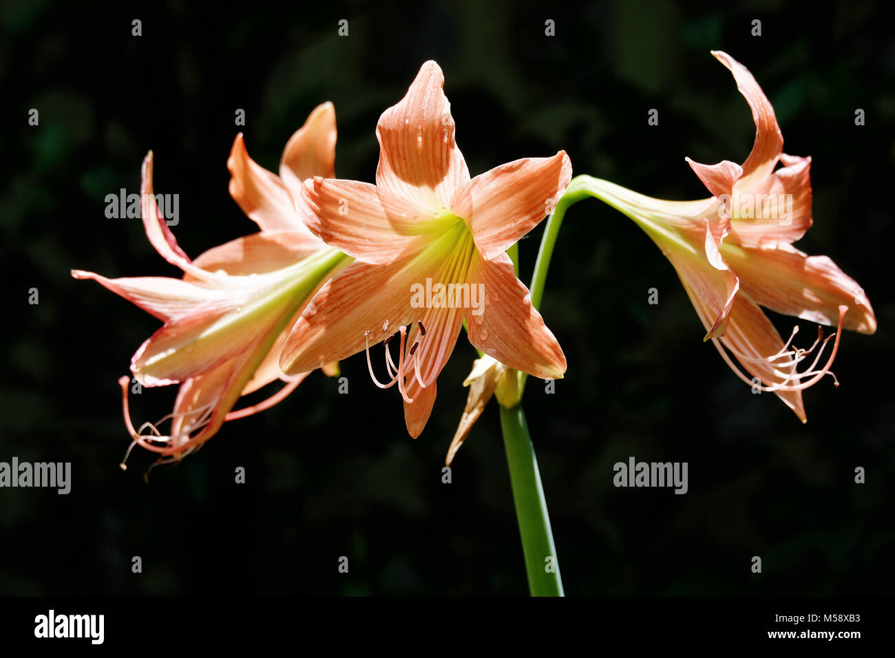Three Amaryllis flowers in the black background Stock Photo