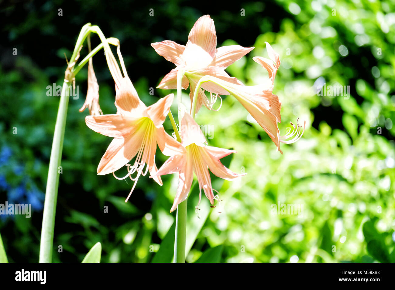 Three Amaryllis flowers in the outdoor garden Stock Photo