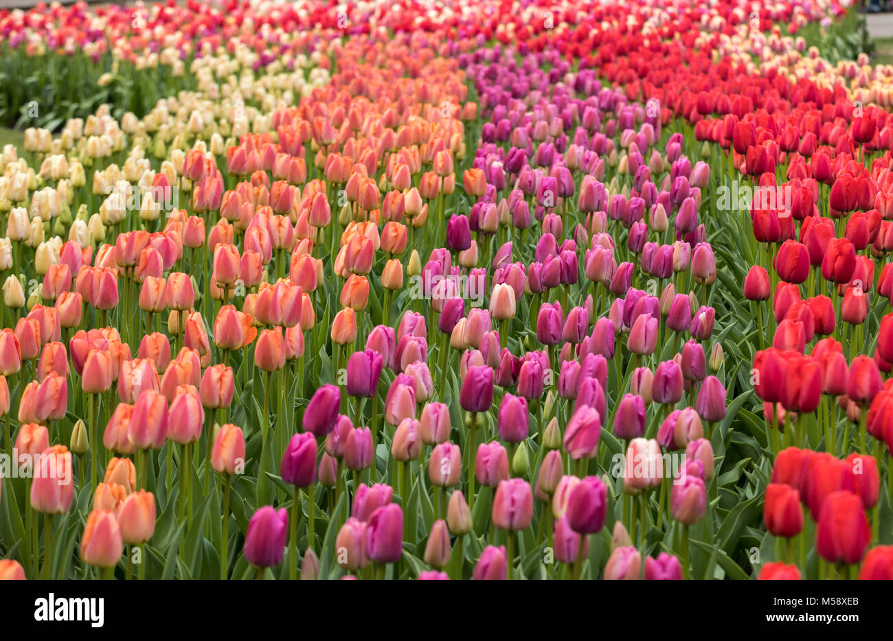 colorful tulips flowers blooming in a garden Stock Photo - Alamy