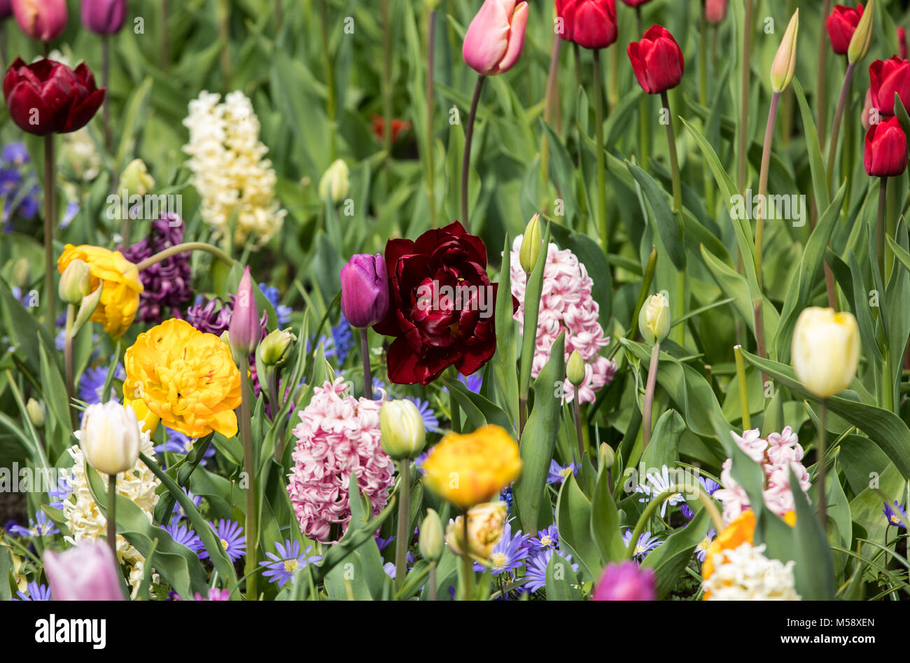 colorful tulips and hyacinths blooming in a garden Stock Photo - Alamy
