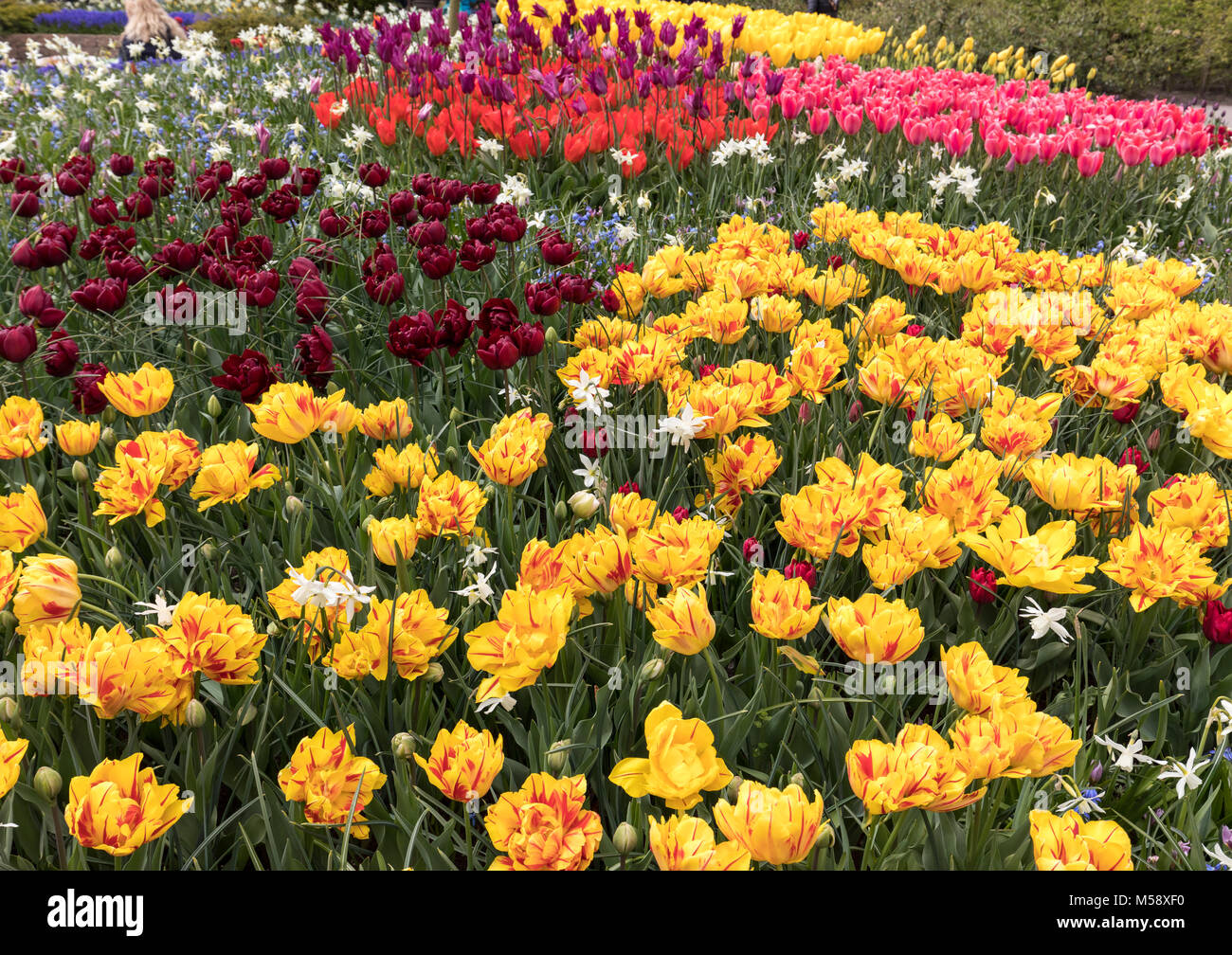 colorful tulips and daffodils blooming in a garden Stock Photo - Alamy