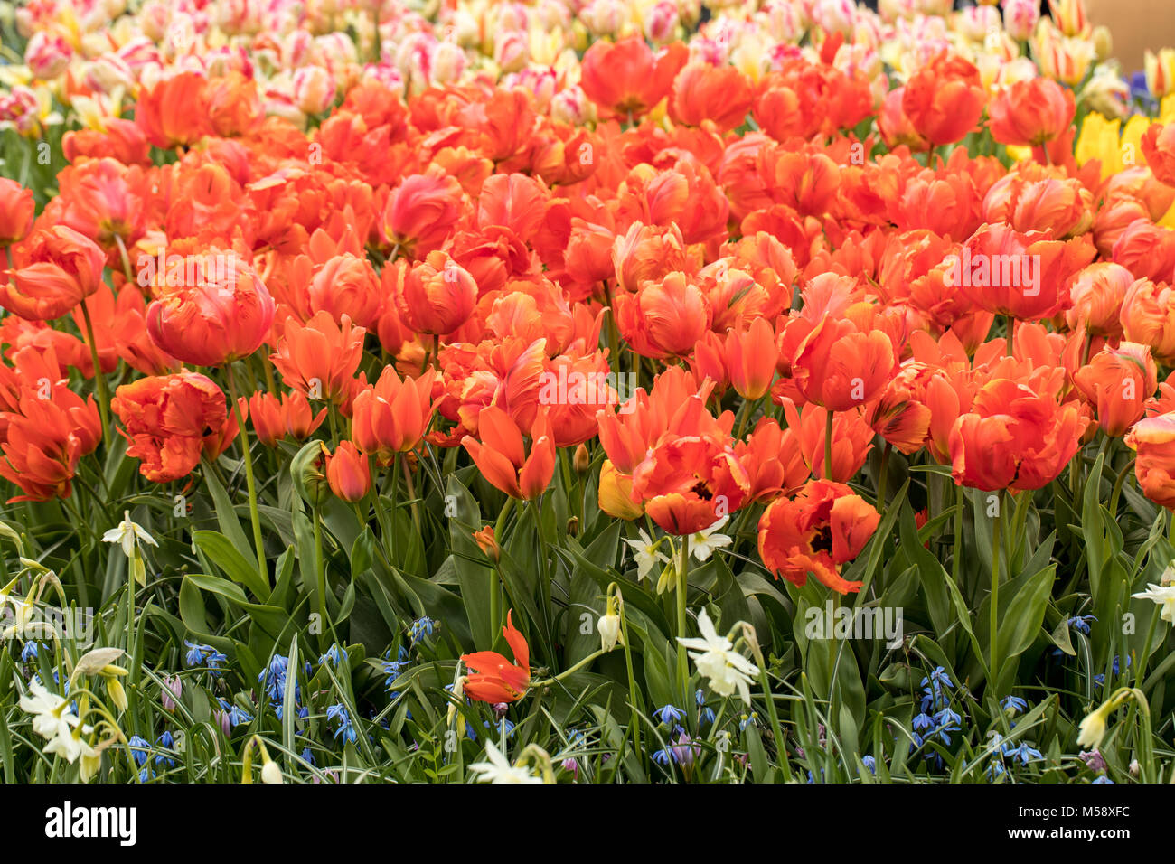 colorful tulips flowers blooming in a garden Stock Photo - Alamy