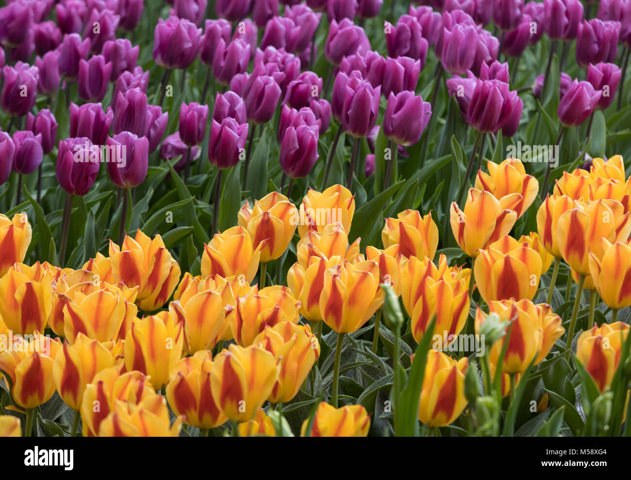 colorful tulips flowers blooming in a garden Stock Photo - Alamy