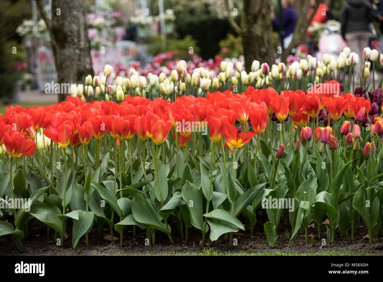 colorful tulips flowers blooming in a garden Stock Photo - Alamy